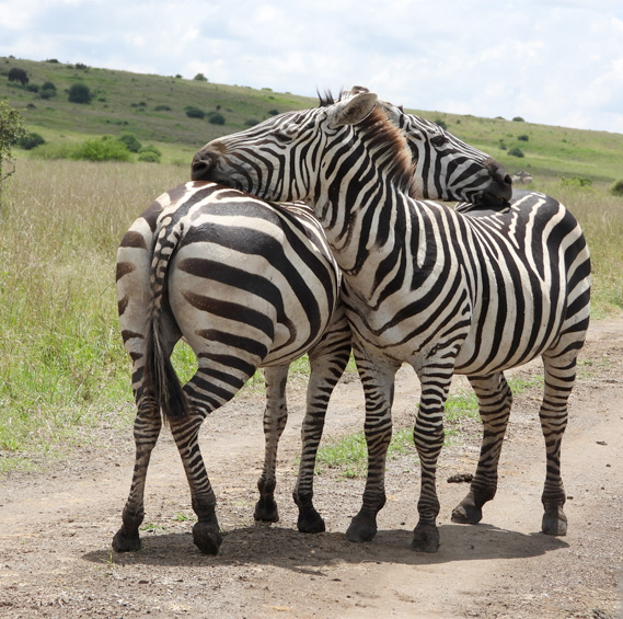 Short Excursions around Nairobi